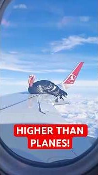 7 Highest Bird Flights Ever Recorded!
