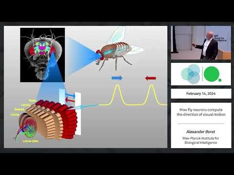 How fly neurons compute the direction of visual motion