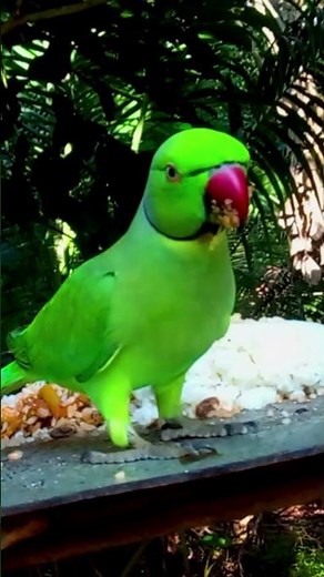 Rose-Ringed Parakeet Eating Fruit | Colorful Parrot Wildlife Show - Short