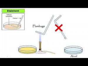 vidéo 5 TP Microbiologie :Ensemencement bactérien sur milieu solide par étalement (boîte de pétri)