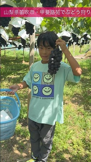 【夏休み家族旅】山梨・甲斐路苑でぶどう狩り体験！子連れに人気の果物王国🍇 #shorts