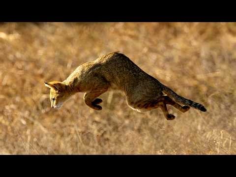 Moment wild cat pounces out the grass in northwestern India | SWNS
