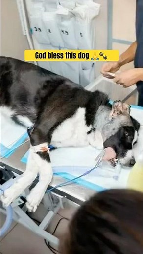 Poor dog goes through surgery #veterinary #dog #streetdog #sad