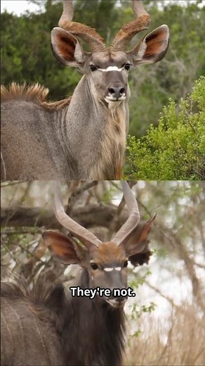 Nyala vs Greater Kudu - Can You Tell the Difference?