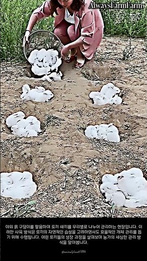 야외 흙 구덩이에서 토끼 새끼를 관리하는 모습 #farming #farmlife #livestock #rabbit #rabbithutch