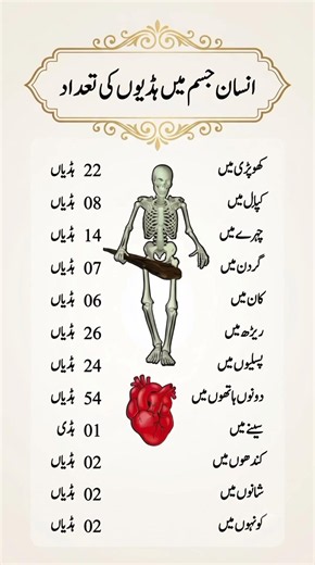 The Ultimate Human Skeleton Cheat Sheet: How Many Bones Do You Actually Have? #didyouknow