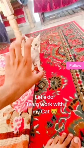 teamwark on TikTok