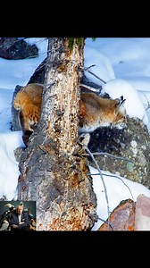 473K views · 5.4K reactions | Bobcat hunting in snow #tiktok #animalworld #bobcat | Favorite Movies | Facebook