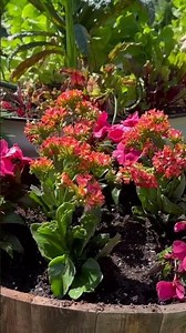 April Flowers for your Zone 8 - 11 Garden