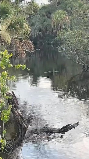 My Florida Wildlife Sightings