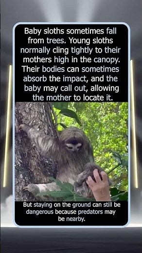 When A Baby Sloth Falls From A Tree