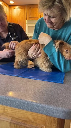 Doxie Rescue Bucks Cty & NJ on Reels
