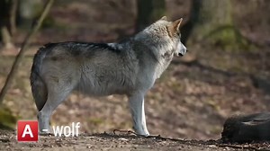 Wolf Howling in the Forest Captured on Video