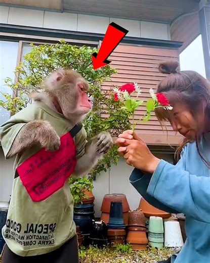 7.7K views · 60 reactions | Humans vs Animals Gone Wild!  #FunnyFails | Kewon Vines | Facebook