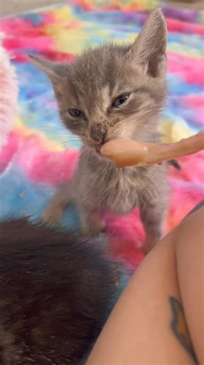 406K views · 28K reactions | At the end of the night, there was just one group of kittens that still really needed a foster home…so they came home with me! ❤️ Meet Willy Wonky, Augustus Gloopy, Veronica Salty, and Oompy Loompy, who are five weeks old and a little unsocialized. With some gentle exposure (and tasty treats!) they will warm up in no time!  You can watch my video on how to socialize a kitten at kittenlady.org/feral | Kitten Lady | Facebook
