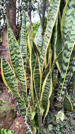 📌 Mother-in-law's tongue: The "filter" for your kidney system 🌿💧