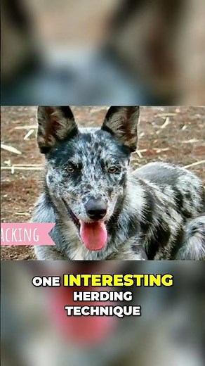 Meet the Australian Koolie - A Superb Herding Dog and Energetic Companion
