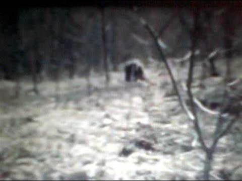 DOGMAN Michigan Dogman The Gable Film Full version unedited purests version