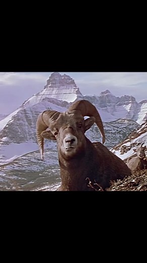 The bighorn sheep have a defined hierarchy purely based upon the size of the males horns. The one with the biggest horns tends to be the leader of the group and is given more authority over the others. Moreover during mating season the males with the largest horns engage in a head butting contest for the females with ends when one gets to tired or injured. #esoteric #nature #bighornram #141