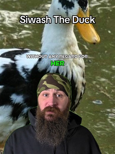 During the brutal battle of Tarawa in 1943, U.S. Marines landed on a tiny Pacific island under devastating fire. Amoung them was an unexpected figure - a domesticated duck named Sgt. Siwash. Brought ashore with the marines, Siwash became a symbol of morale and resilience amid one of WWII's bloodiest battles. #truestory #duck #ww2 #marines #hero