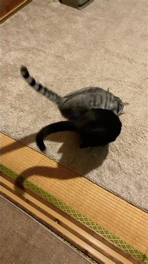 Compared to Tsuyao, Ginga-kun is surprisingly more of an indoor type.