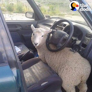 3M views · 55K reactions | Sheep loves to watch TV with his brother ❤️ | The Dodo | Facebook