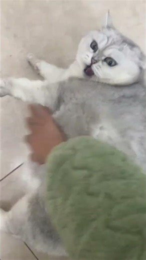 Certified Chonk ✔️ #catmeme #catshorts #loaflife