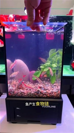 Dream Desktop Aquarium with Sump Filter Adjustable Flow Ultra Quiet #DesktopAquarium #SumpFilterTank