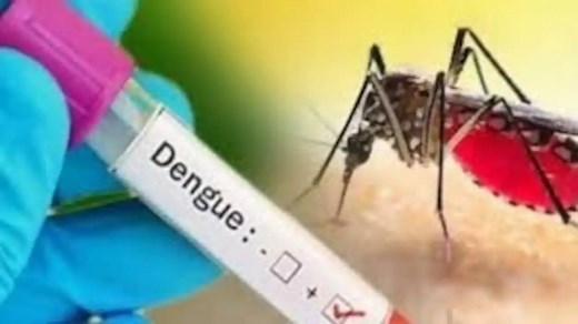 How dengue mosquitoes breed and spread: All you need to know