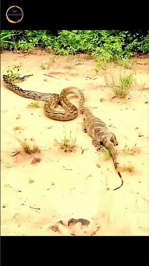 Epic Snake vs. Lizard Showdown – Who Will Win? 🐍 vs 🦎