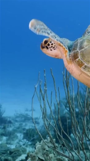 The Turtleman Foundation on Instagram: "♥️🐢 Sea Turtle Flippers 🦭✨ Sea turtles have evolved their front and rear limbs into flippers, a vital adaptation for life in the ocean 🌊. The front flippers are long and powerful, providing the main source of propulsion and allowing efficient swimming through synchronized movements similar to underwater flight 💨🐢. This adaptation enables sea turtles to travel thousands of kilometers during long-distance migrations 🌎. The rear flippers, which are shor