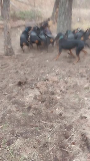 The girls are amped up and a little trashy this time of year. They are ready for some action after a long hot miserable summer. Lucky for this badger he made it to his hole. #badger #badgerbrawl #bayedup #blackandtans #hounds | Royal Tine Guide and Packer School