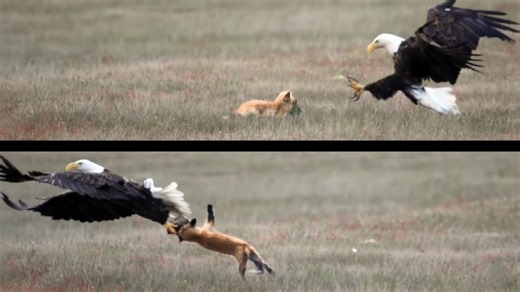 Watch this predator attack a clueless fox cub