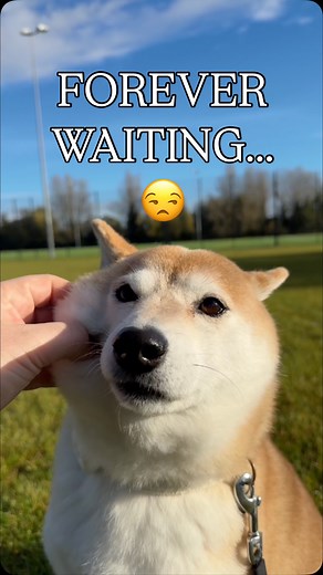 124 reactions | While she scouts for the world’s best dog toilet, I’m mastering #BlockBlast #hungrystudio #blockblastpartner #柴犬 #shibainu #shiba #cutenessoverload | Eevee bork the Shiba inu | Facebook
