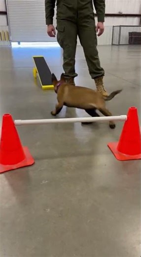 Obstacle course… but make it miniature. 🐾