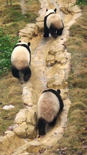 Best friends #panda #cutepandas