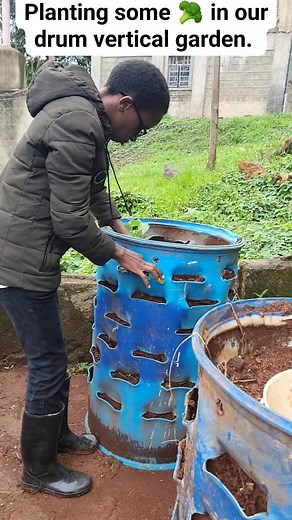 This is a drum vertical garden, we have made from a drum and recycled it to make a vertical garden out of it. One key thing I have found about maintaining this vertical garden is that, for every growing season, ensure that you remove the potting soil/potting mix from the system, mix with compost again and then put it back into the system. The results you are going to get from this system will still be awesome. Incase you're interested with this system, kindly Whatsapp us on 0794311738. Without p