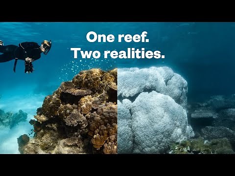 Flames Beneath the Surface: Coral Bleaching at Ningaloo