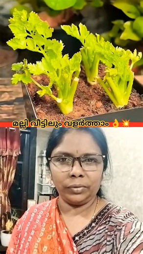 Idea Super👌Easy way coriander cultivation at home 💥അടിപൊളി ട്രിക്ക് 👍#coriander​#yt​ #ytshorts #yt