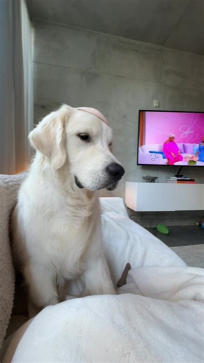 POV: you’re annoyed but trying to be mature about it #goldenretriever #foryoupage #fyp #funny #dogsoftiktok