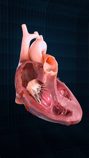 Close Up of a Beating Heart | (Anterior) 🫀 . . he human heart is a vital organ that pumps blood throughout the body, supplying oxygen and nutrients while removing carbon dioxide and waste products. Here are some key points about the human heart: Anatomy: The heart has four chambers: two upper atria and two lower ventricles. The right side pumps deoxygenated blood to the lungs, while the left side pumps oxygenated blood to the rest of the body. Valves: There are four main valves (tricuspid, pulm