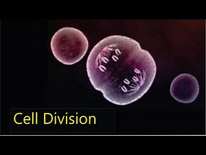 Cell division; Mitosis and Meiosis