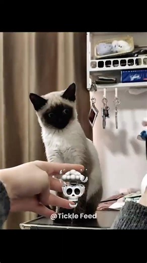 Cats And Magic Tricks💀 #cat #trollfaceedit