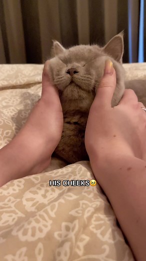 Adorable Cheek Squeezing Moments with a British Shorthair Kitten