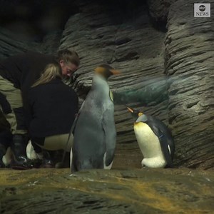 A baby Emperor penguin was born in Antwerp after pecking a significant hole in his egg's shell. Zoo staff helped him the rest of the way and reunited him with his parents. http://abcn.ws/2Bu5D1M | ABC News