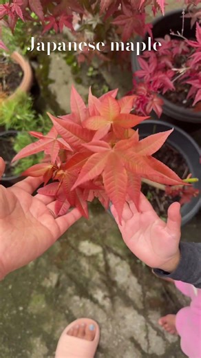 Different varieties of Japanese maples