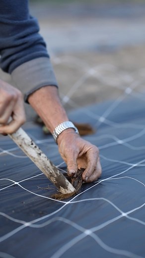 4.9K views · 26 reactions | The root and plant cutting guides are here! Tips and tricks on growing strawberries, raspberries, comfrey, elderberry, ginger, potatoes, rhubarb, turmeric, and willows! If you were here for the webinar classes last week— these are the guides you’ve been waiting for! https://drive.google.com/drive/folders/1myS9VRP-VdsB-YiCqYCKxm4uUBb9LcbO | Seedtime | Facebook