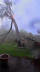 HARROWING FOOTAGE: Tornado caught blowing through Michigan and ripping up "every single tree" on homeowner's property. | Fox News