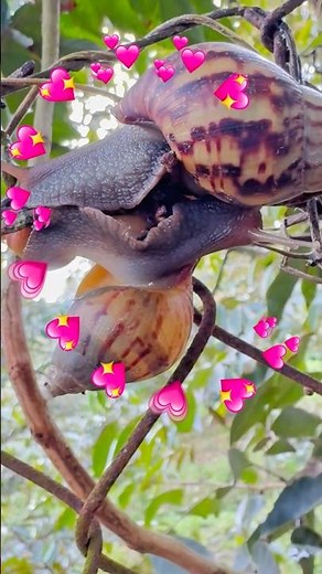 Pair of Giant Garden Snails in Du Don Forest
