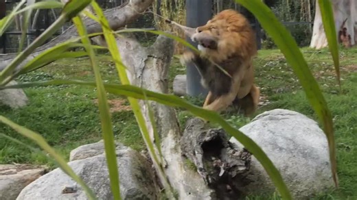 5-Year-Old Cancer Patient Given Custom-Made Thor Action Figure With His Own Face on It